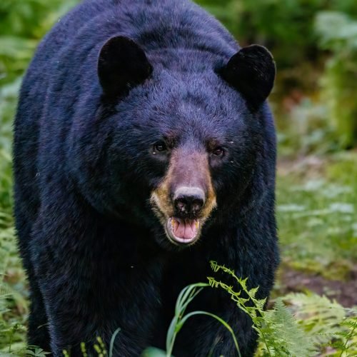 Black Bear Photo For WebSite