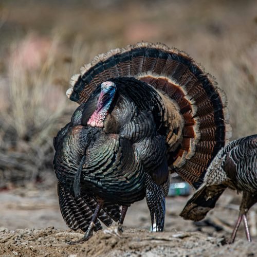 Eastern Wild Turkey For WebPage