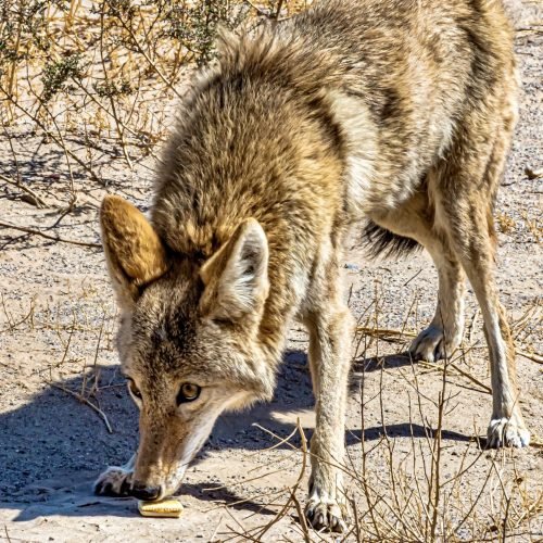 A beautiful shot of a Coyote smelling the food on the ground at daytime