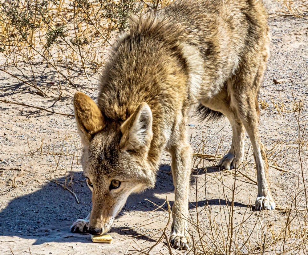 A beautiful shot of a Coyote smelling the food on the ground at daytime
