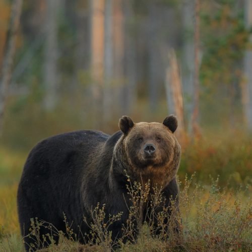 brown-bear-nature-habitat-finland