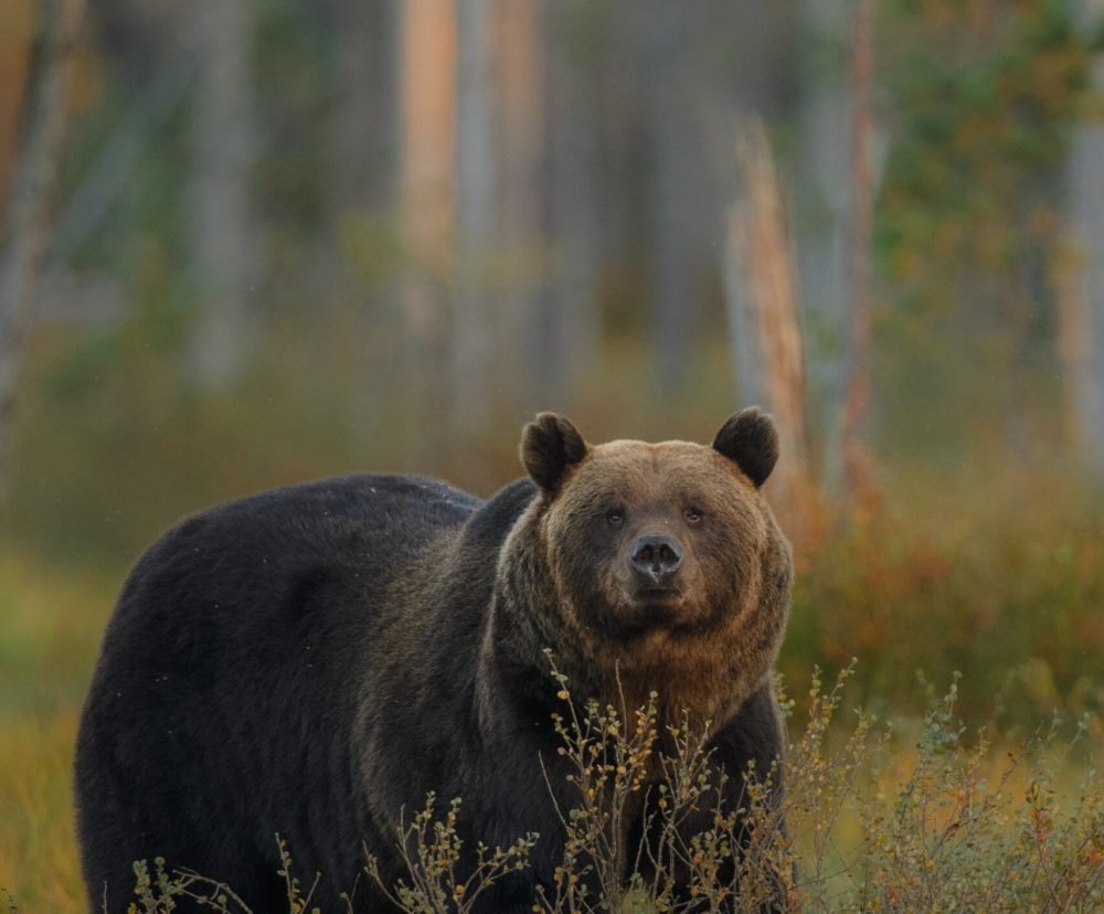 brown-bear-nature-habitat-finland