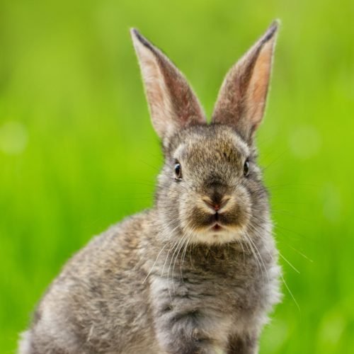 Portrait of a cute fluffy gray rabbit with ears on a natural green background