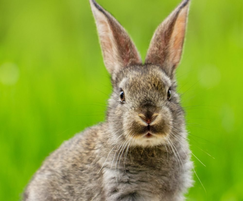Portrait of a cute fluffy gray rabbit with ears on a natural green background