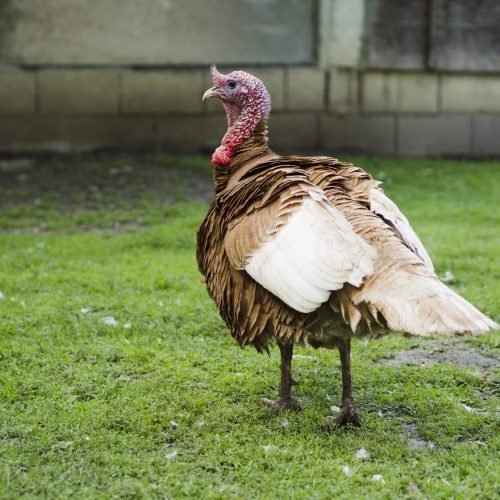 side-view-turkey-staying-grass