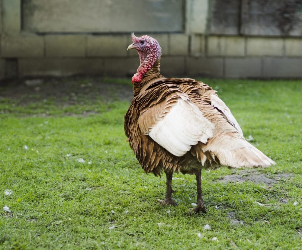 side-view-turkey-staying-grass